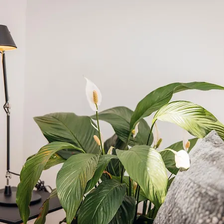Neu Renovierte Im Hirschentenne Apartment